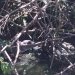 IMG 0949