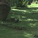 IMG 1118